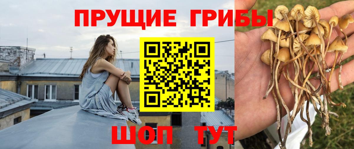 Галлюциногенные грибы Psilocybe  купить  цена  Зеленокумск  Вход с VPN  Галлюциногенные грибы Psilocybine cubensis 